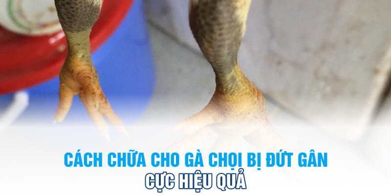 Cách chữa cho gà chọi bị đứt gân cực hiệu quả