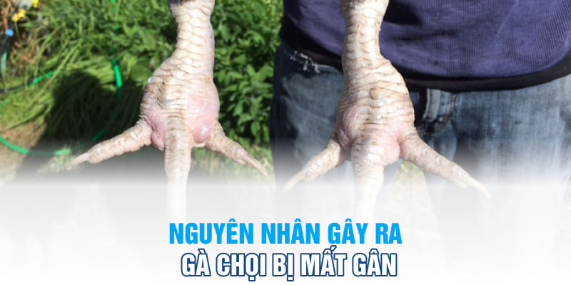 Nguyên nhân gây ra gà chọi bị mất gân