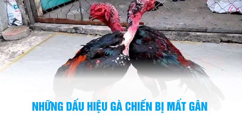 Những dấu hiệu gà chiến bị mất gân